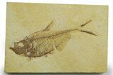 Detailed Fossil Fish (Diplomystus) - Wyoming #363901-1